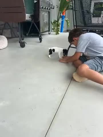 Jack Russell Terrier dogs for sale: Oreo - Video 1