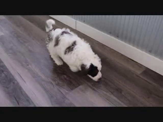 Mini Bernedoodle dogs for sale: Oreo - Video 1