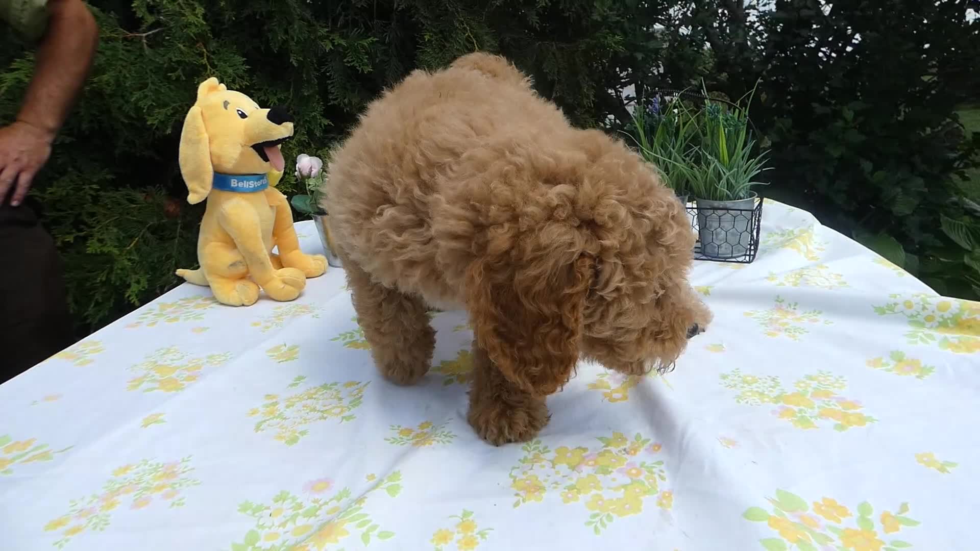 Mini Goldendoodle dogs for sale: Goldendoodle 5 Lanny - Video 5