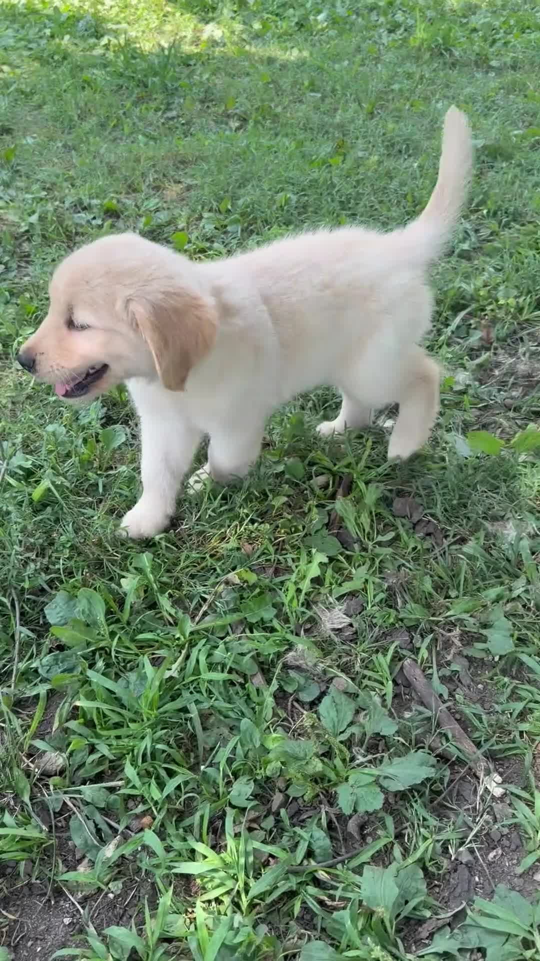 Golden Retriever dogs for sale: Finn - Video 1