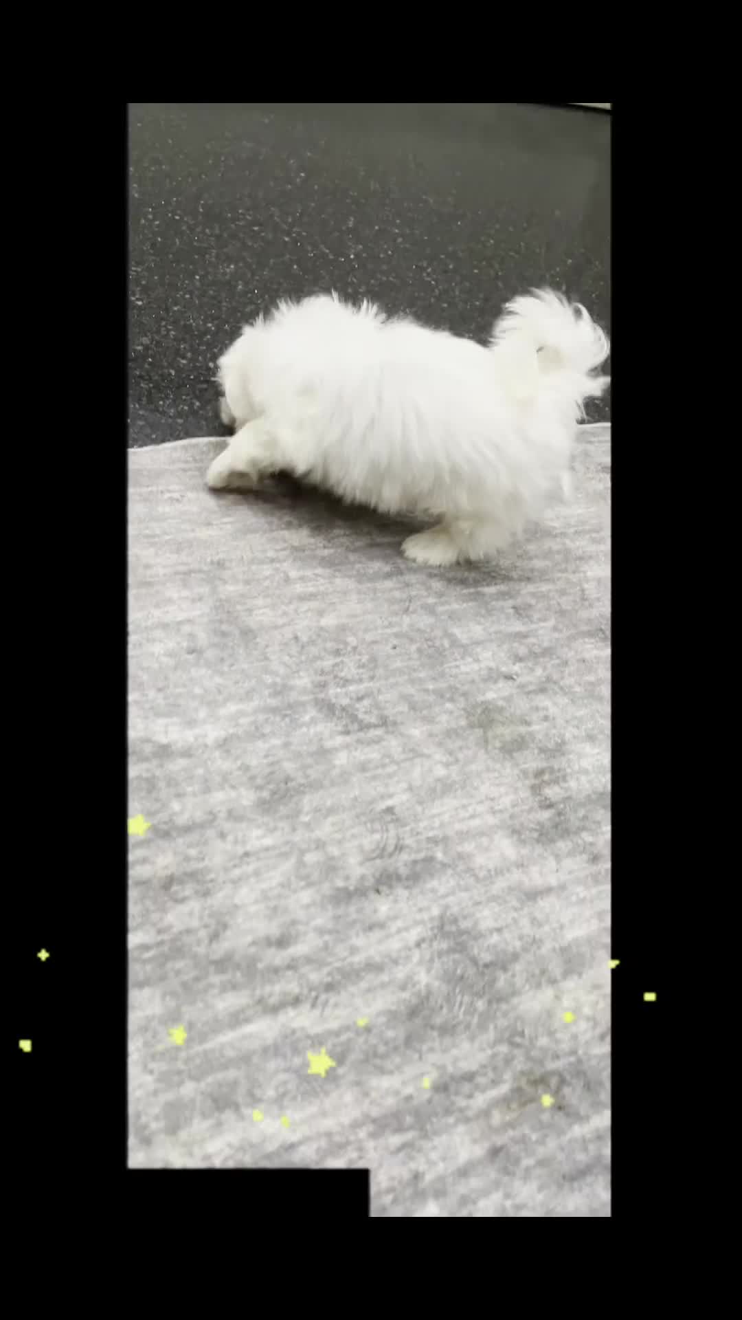 Maltese dogs for sale: Poof AKC - Video 1