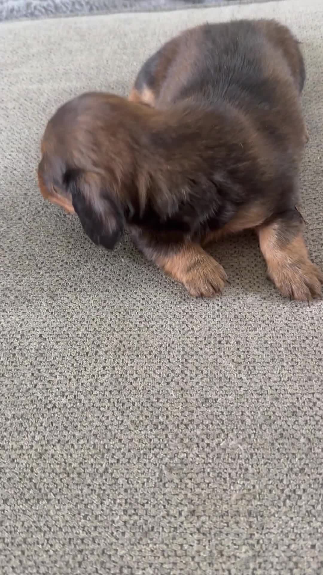 Dalmatian dogs for sale: Bear - Video 1