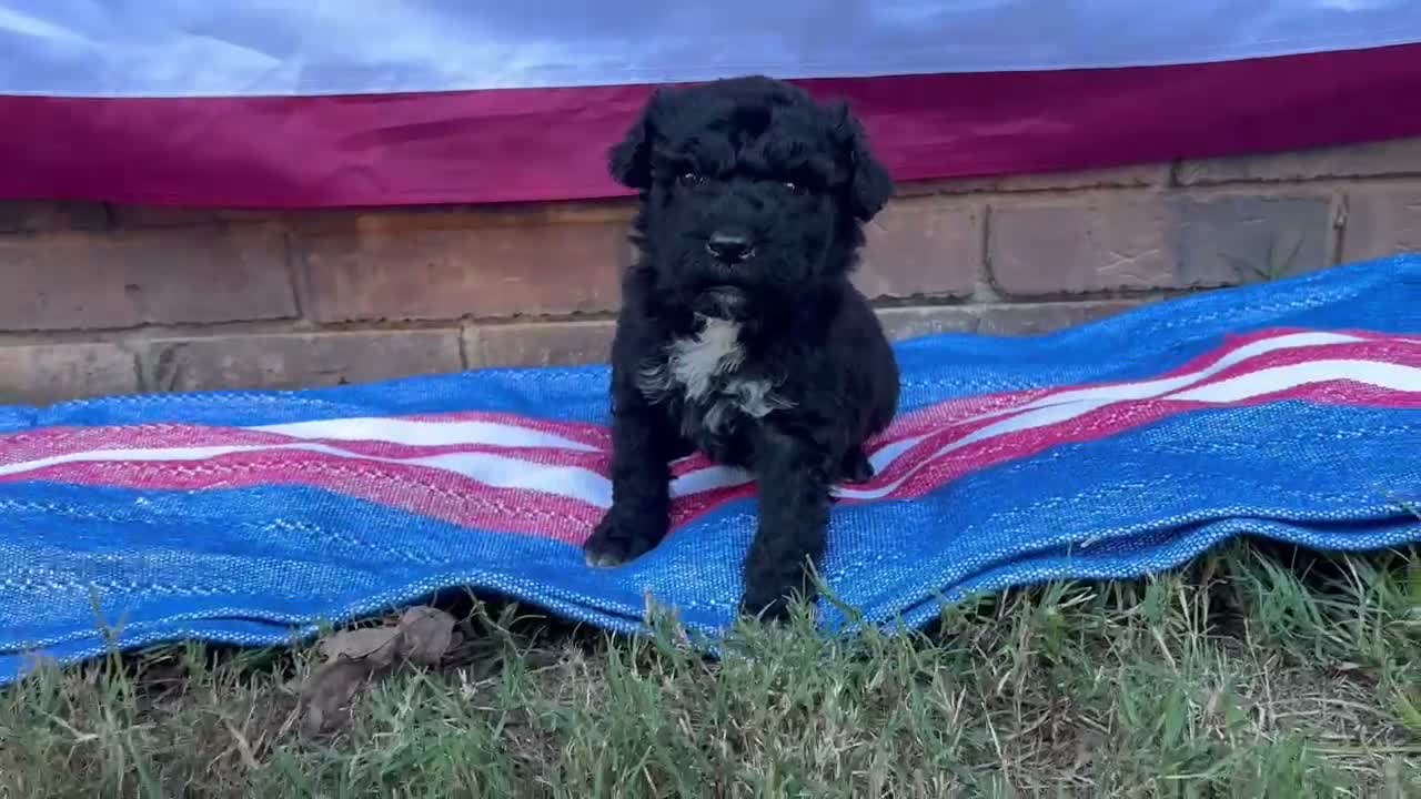 Portuguese Water Dog dogs for sale: Ollie - Video 1
