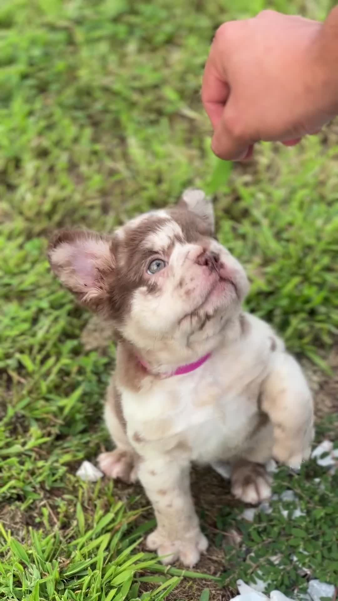 French Bulldog dogs for sale: CHERRYBLOOM - Video 1