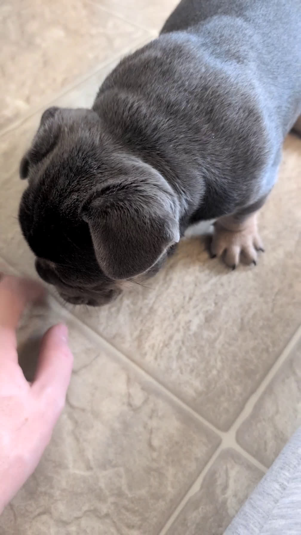 French Bulldog dogs for sale: Riley - Video 1