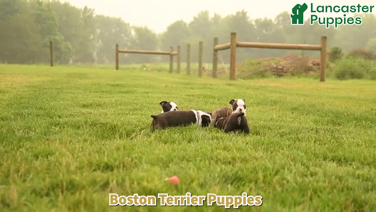 Boston Terrier dogs for sale: Dallas - Video 1