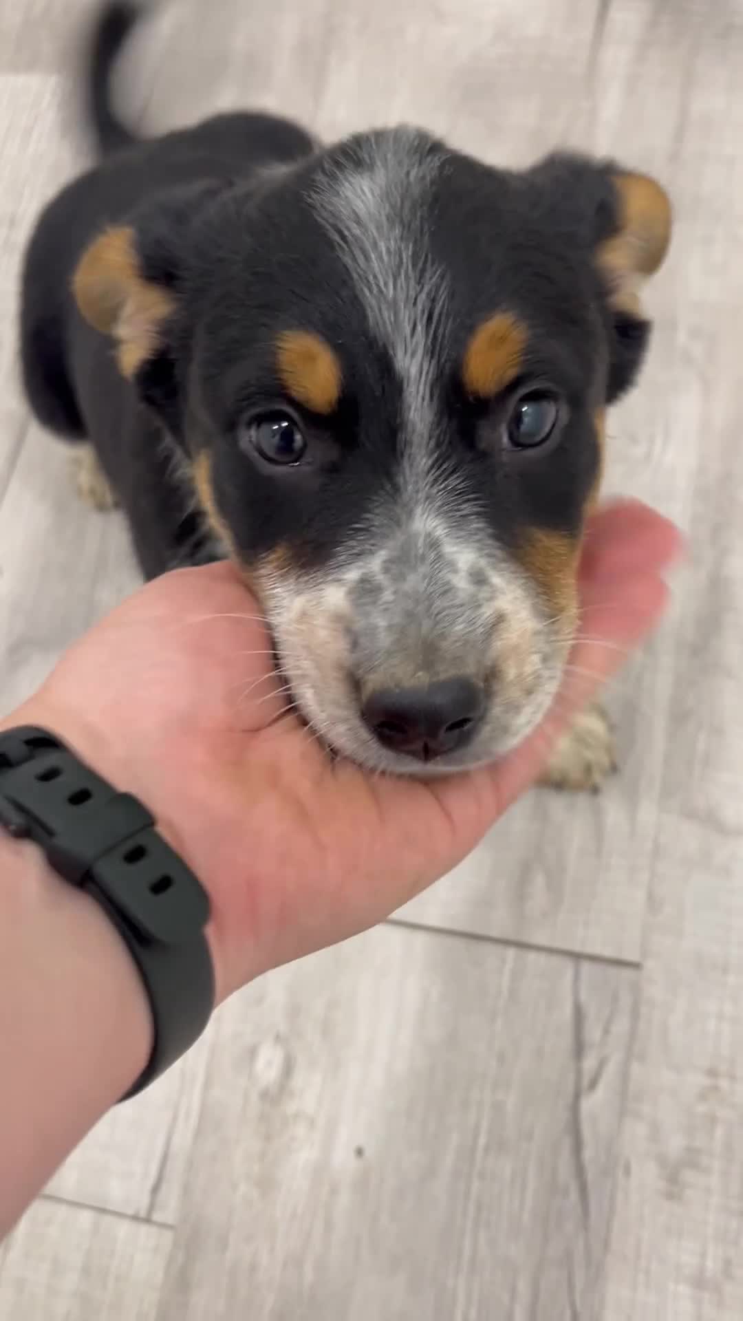 Australian Cattle Dog dogs for sale: Rory - Video 1