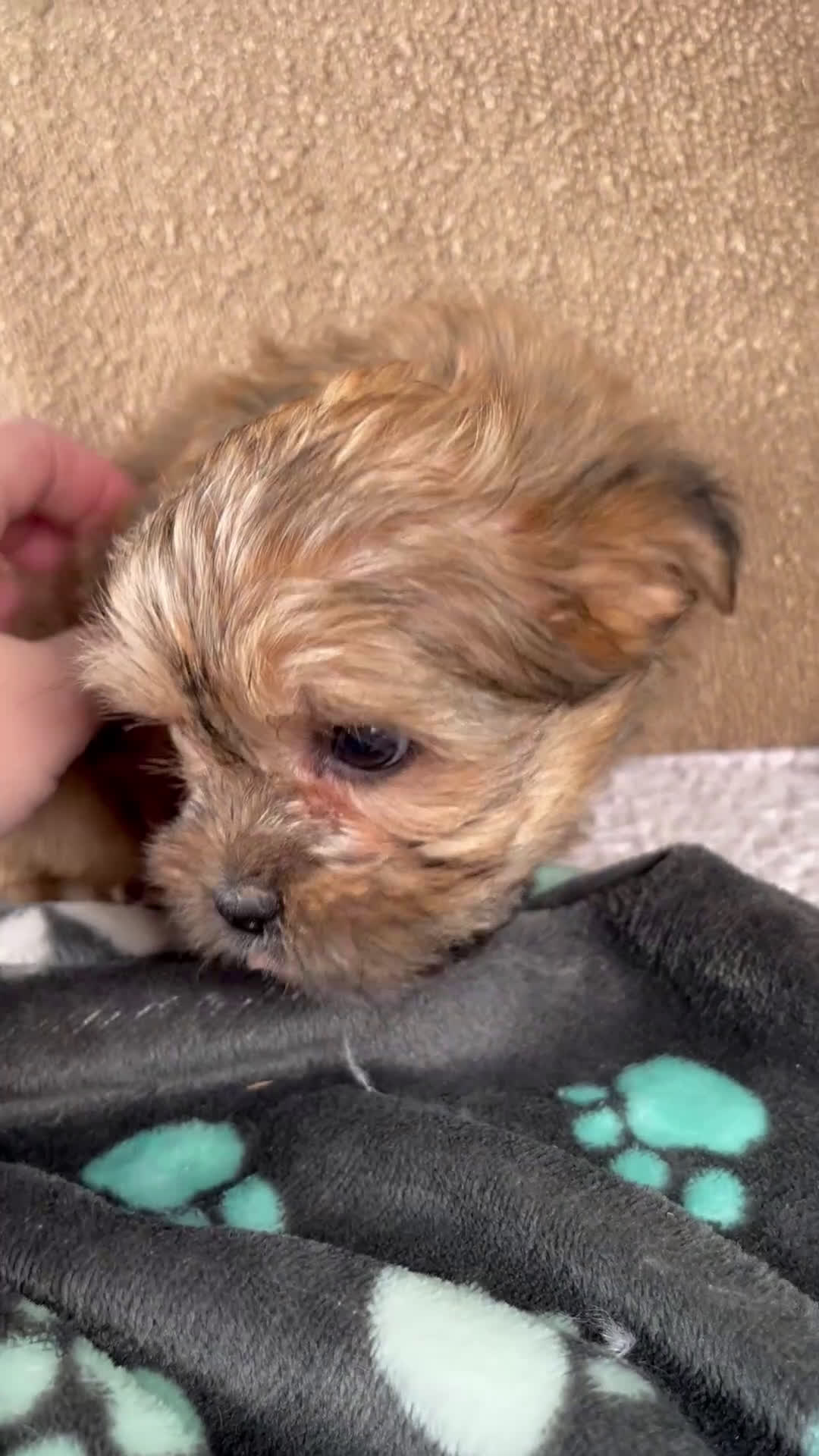 Shorkie dogs for sale: Ivy - Video 1