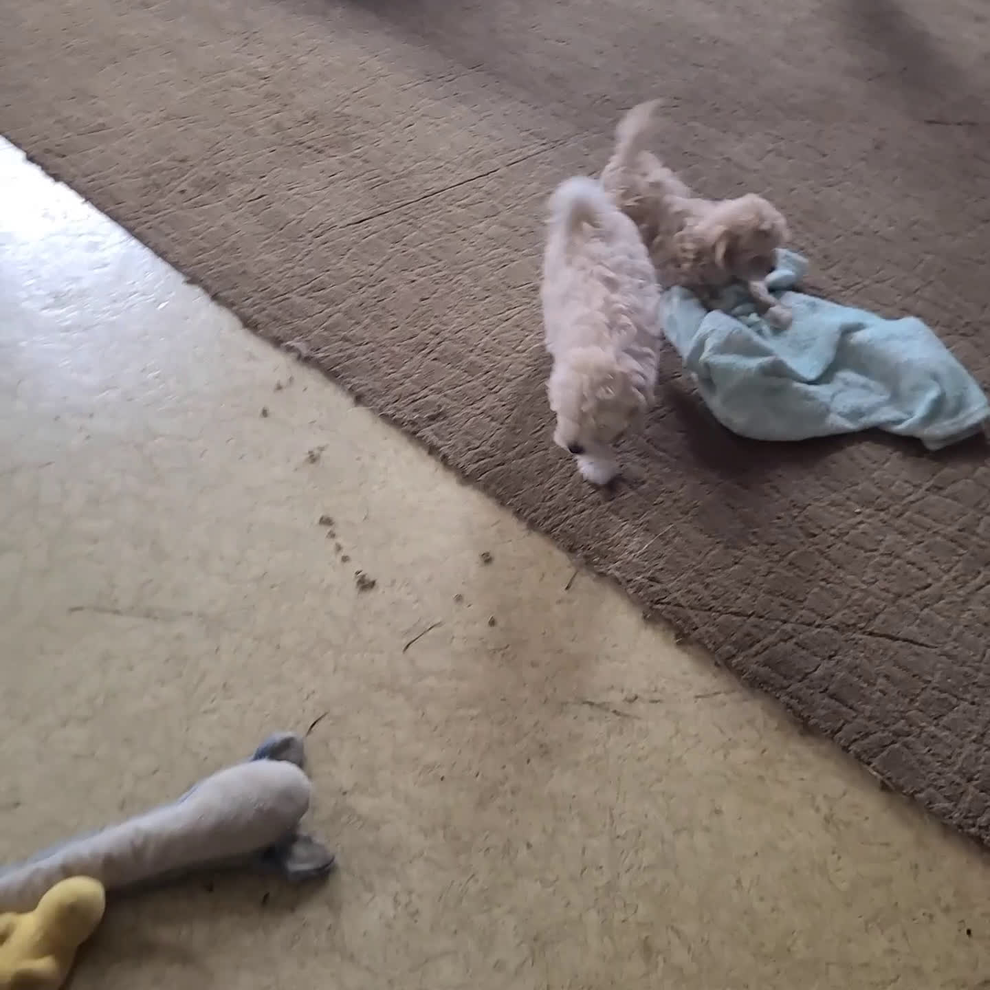 Maltipoo dogs for sale: Joey - Video 1