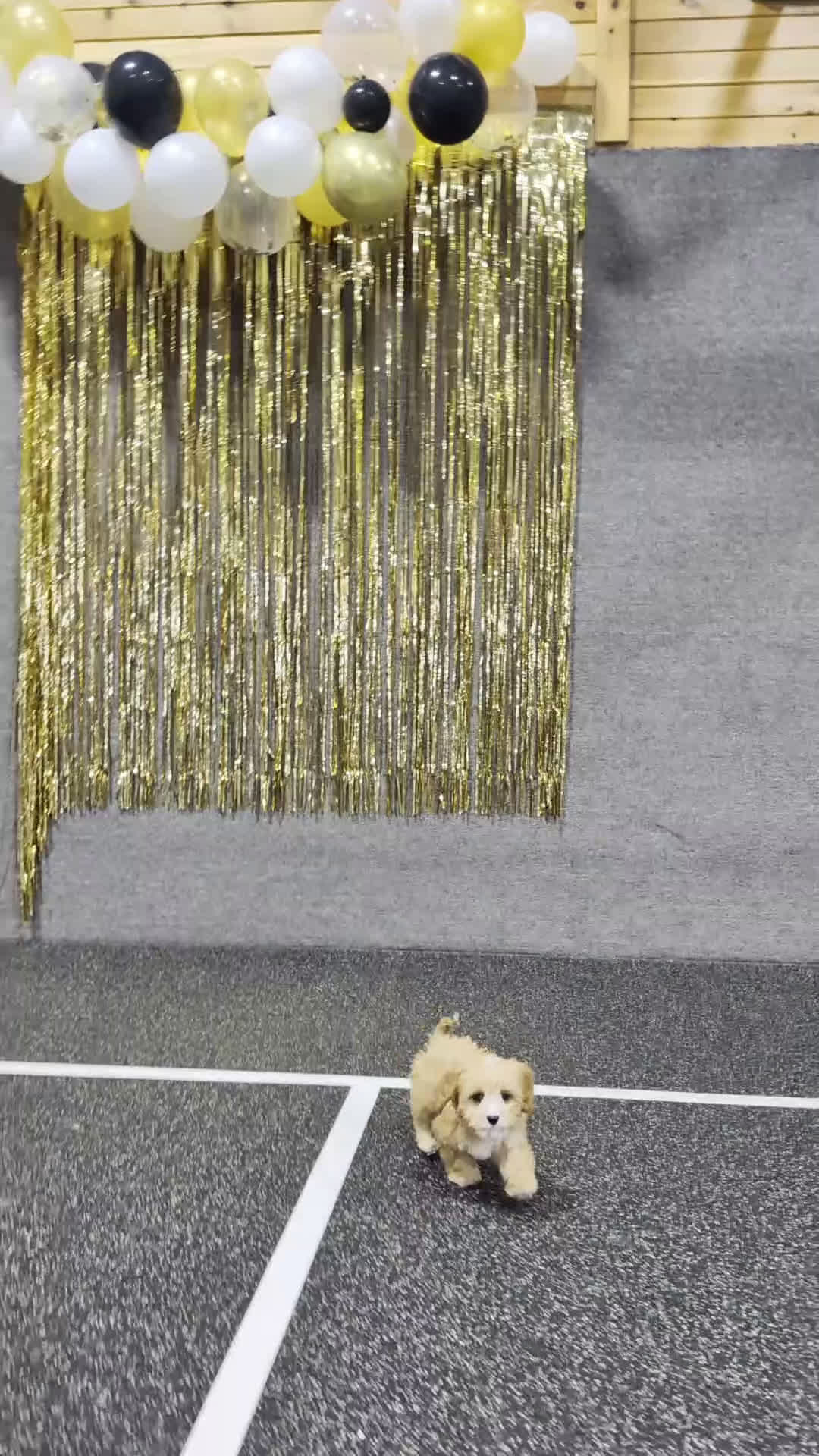 Cavapoo dogs for sale: Brady  - Video 1