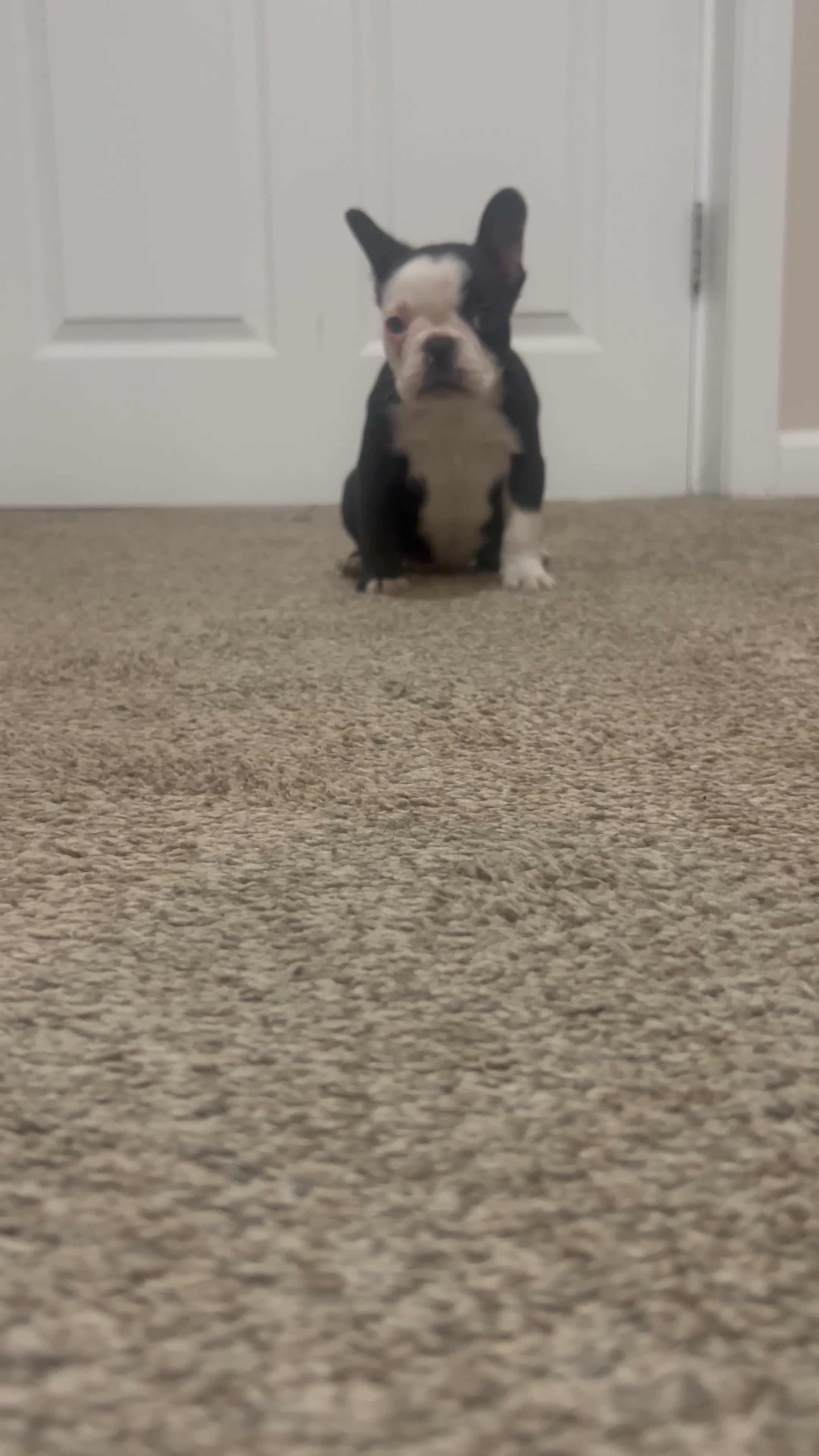 Frenchton dogs for sale: Panda  - Video 2