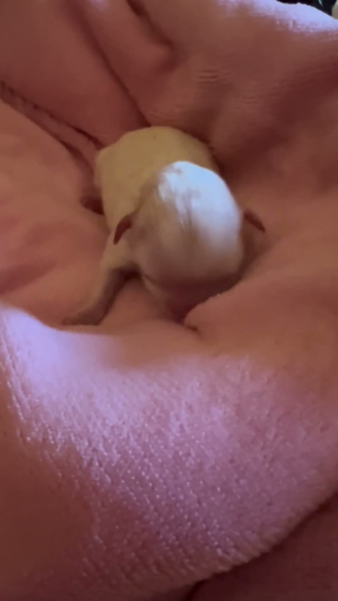 Maltese dogs for sale: Mira - Video 1