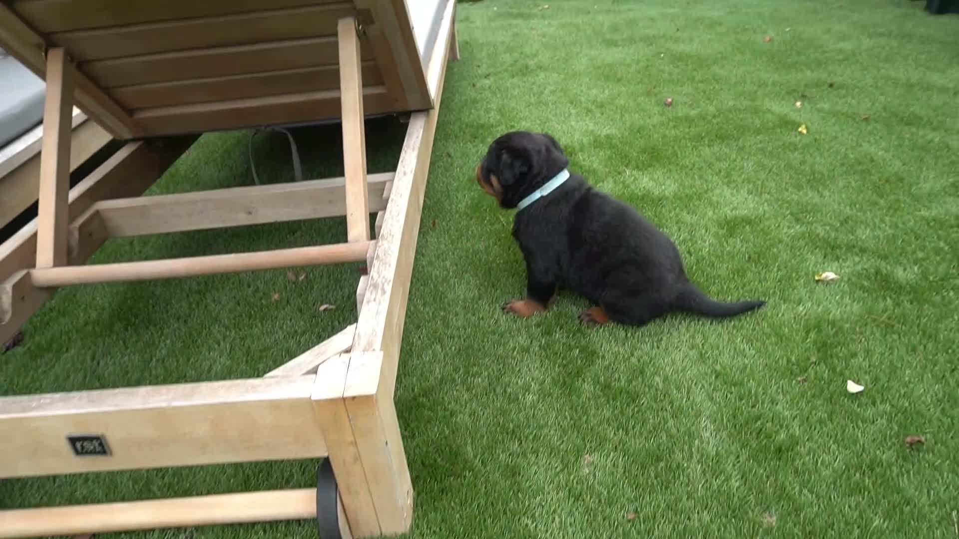 Rottweiler dogs for sale: Rio - Video 1