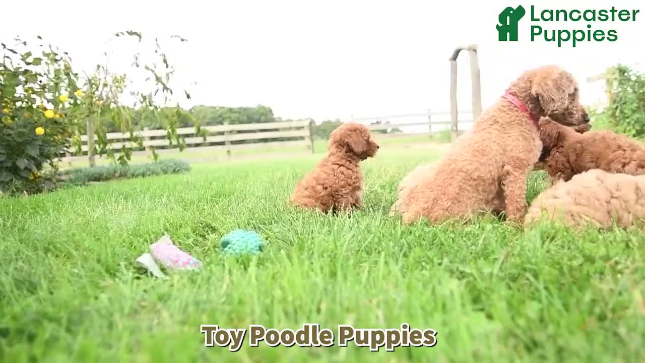 Toy Poodle dogs for sale: Crispy - Video 1