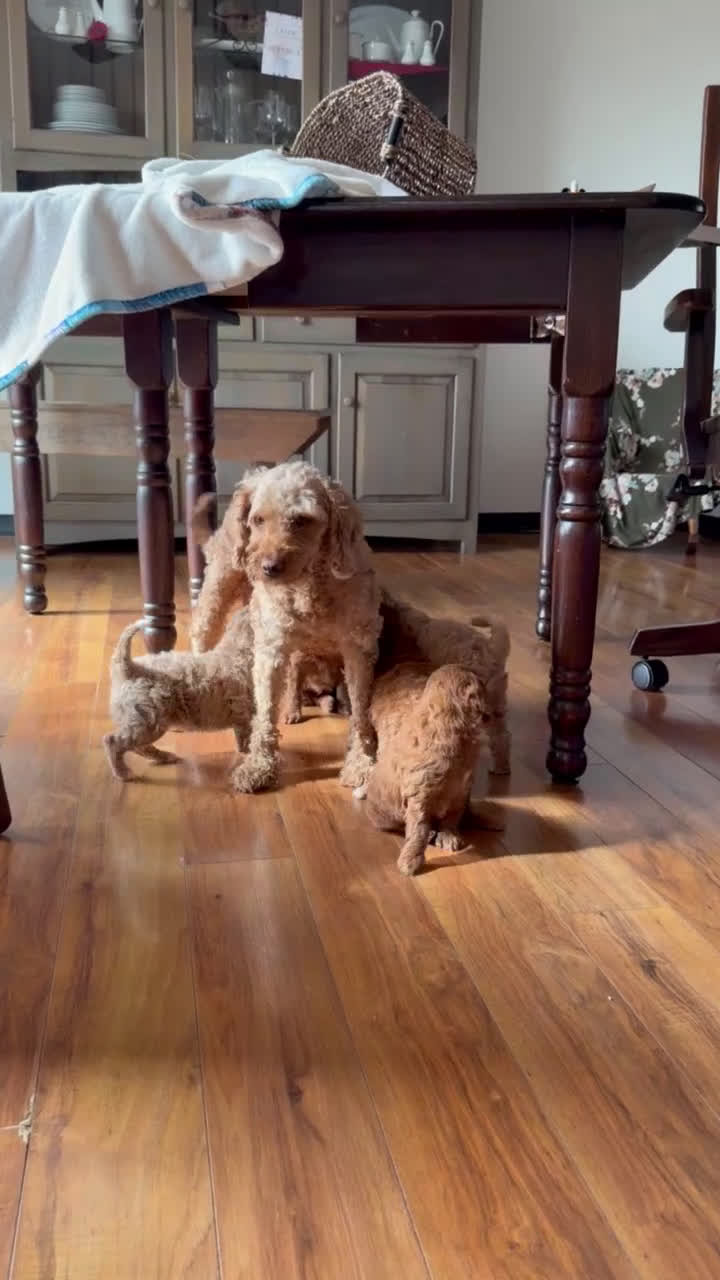 Mini Goldendoodle dogs for sale: Cooper - Video 2