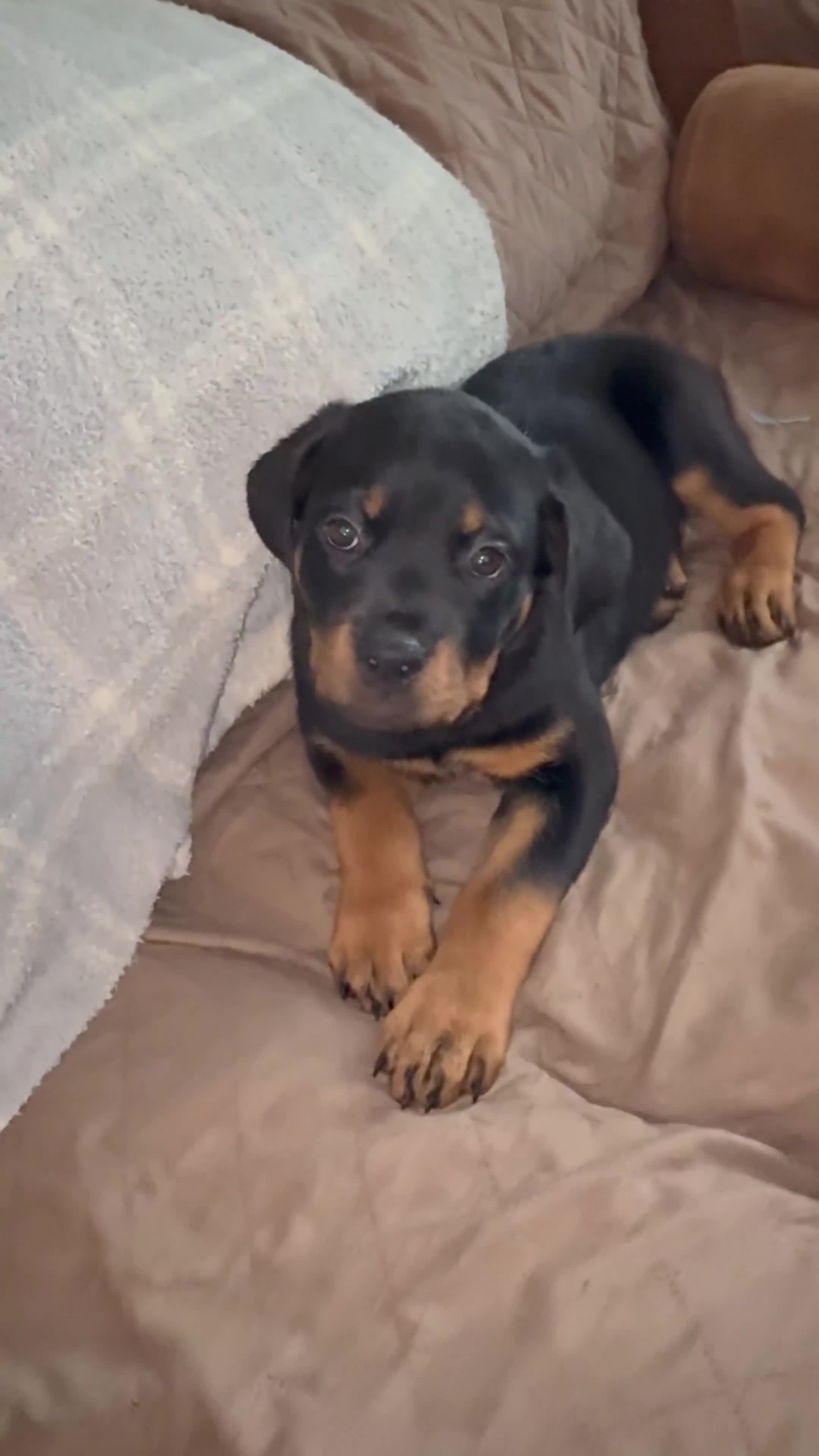 Rottweiler dogs for sale: Ruby - Video 1
