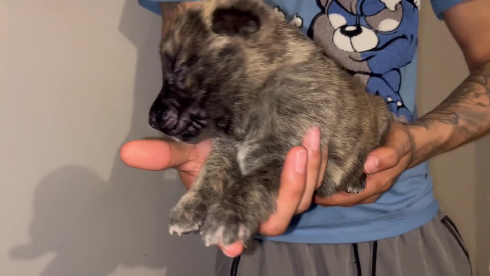 Mixed Breed dogs for sale: Black - Video 1