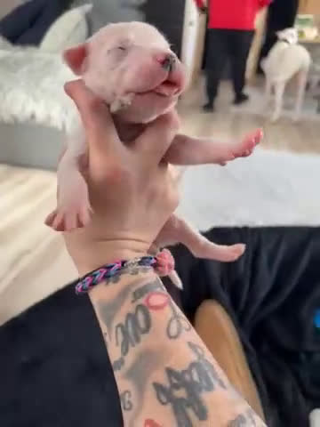 Dogo Argentino dogs for sale: Light blue female.  - Video 1