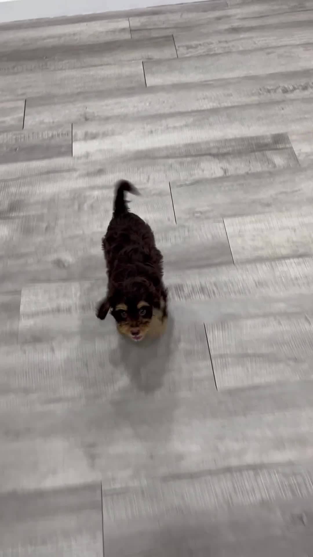 Cavapoo dogs for sale: Mocha - Video 1
