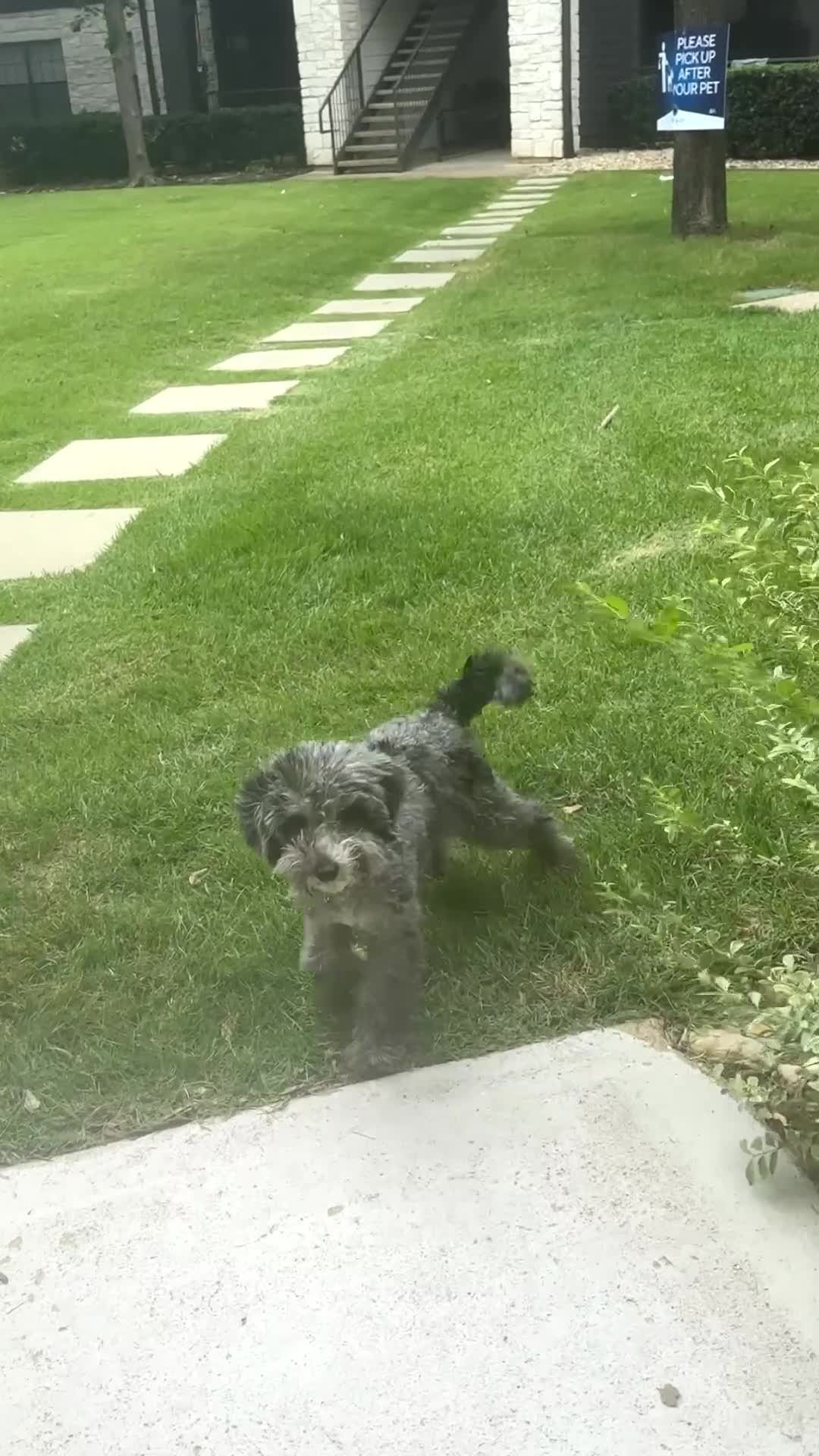 Goldendoodle dogs for sale: Goldendoodle 1 - Video 1