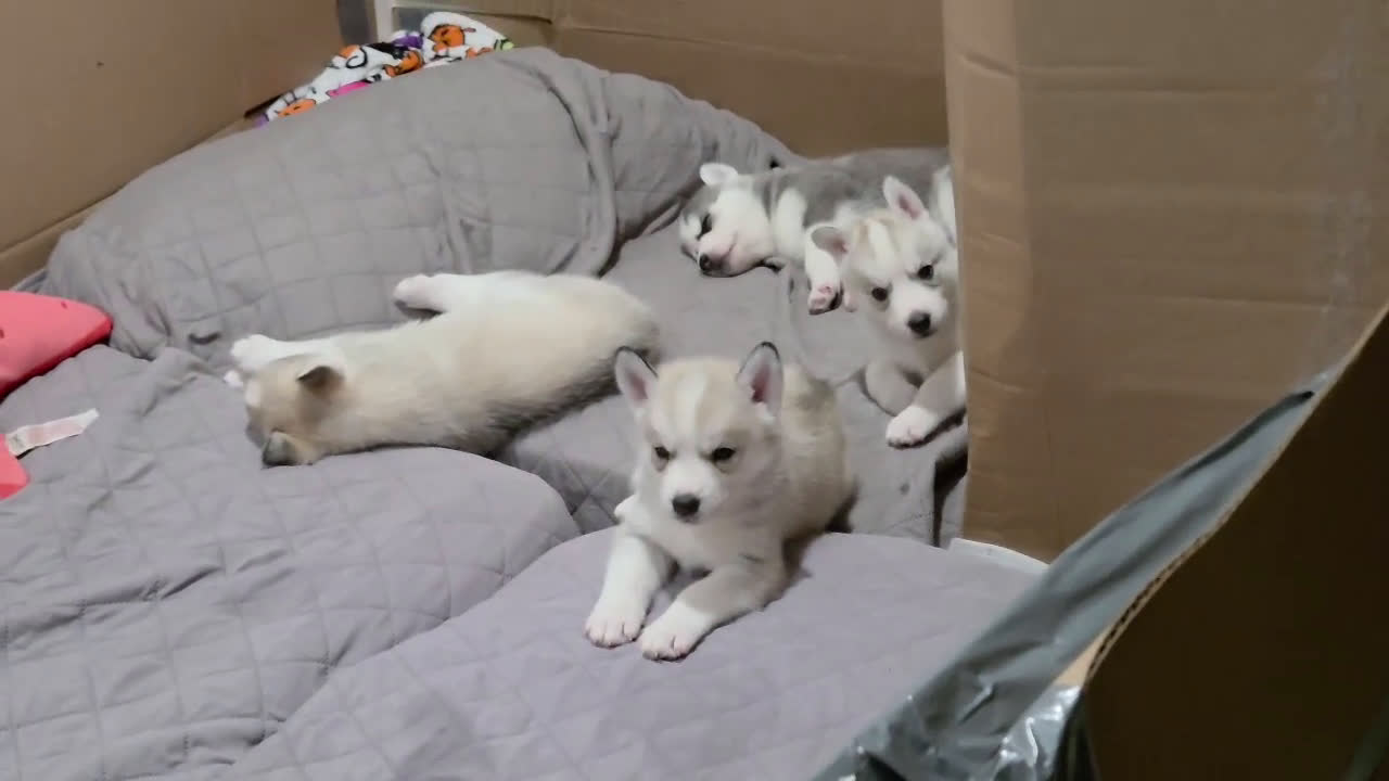 Siberian Husky dogs for sale: Siberian Husky Puppy 6 - Video 1
