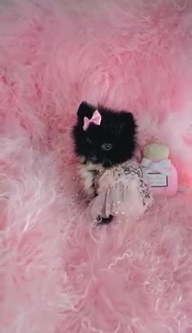Pomeranian dogs for sale: Pomeranian Puppy 1 - Video 1