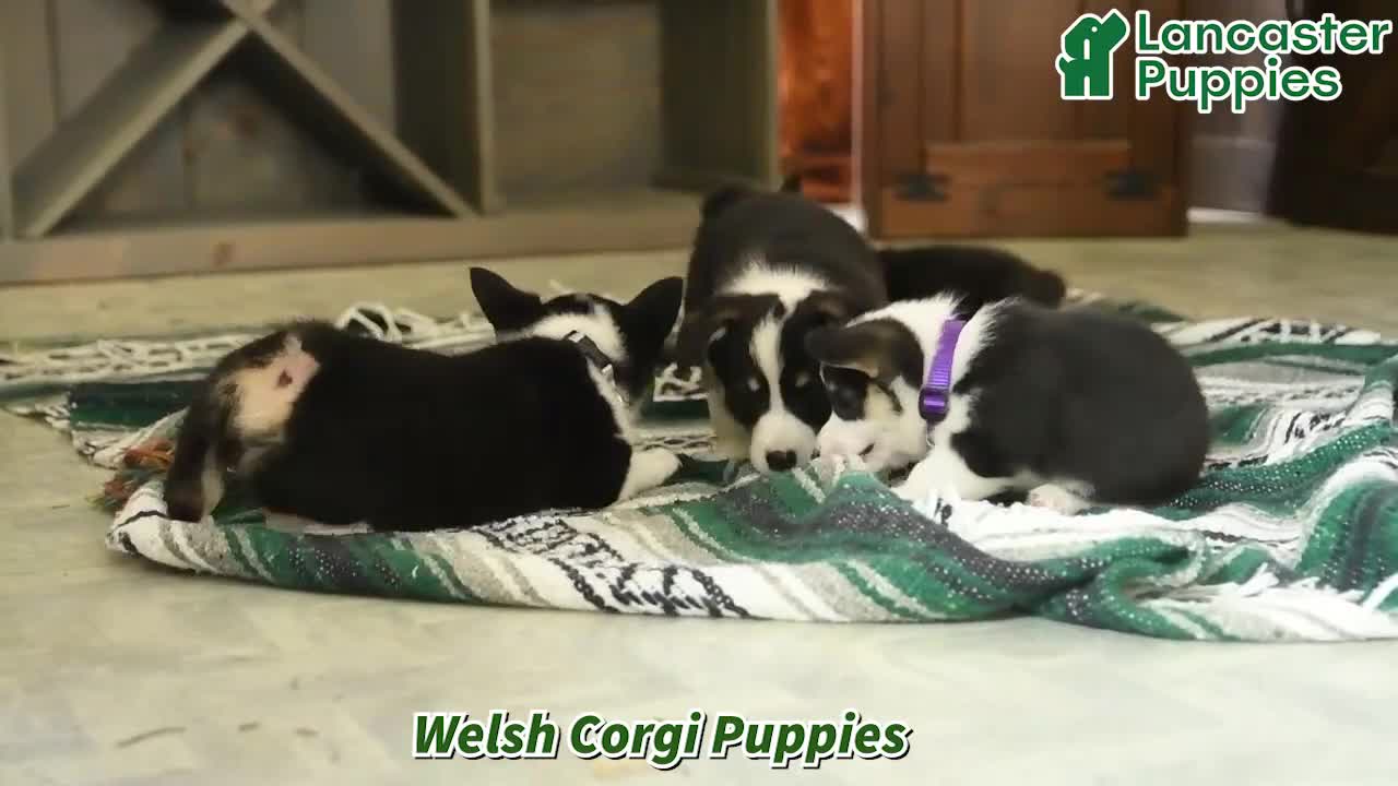 Welsh Corgi Pembroke dogs for sale: Lucy - Video 1