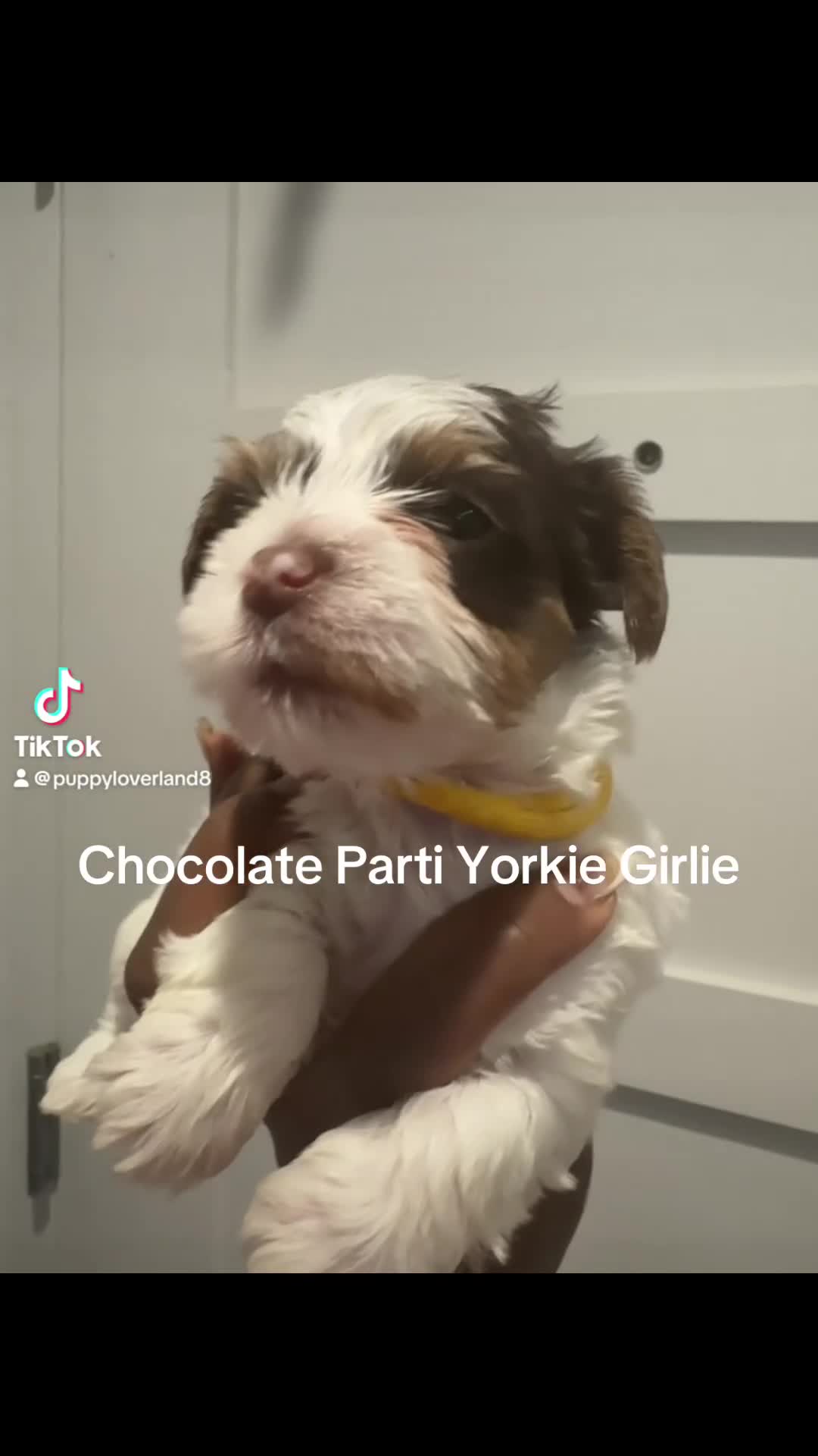 Yorkshire Terrier dogs for sale: Summer  - Video 1