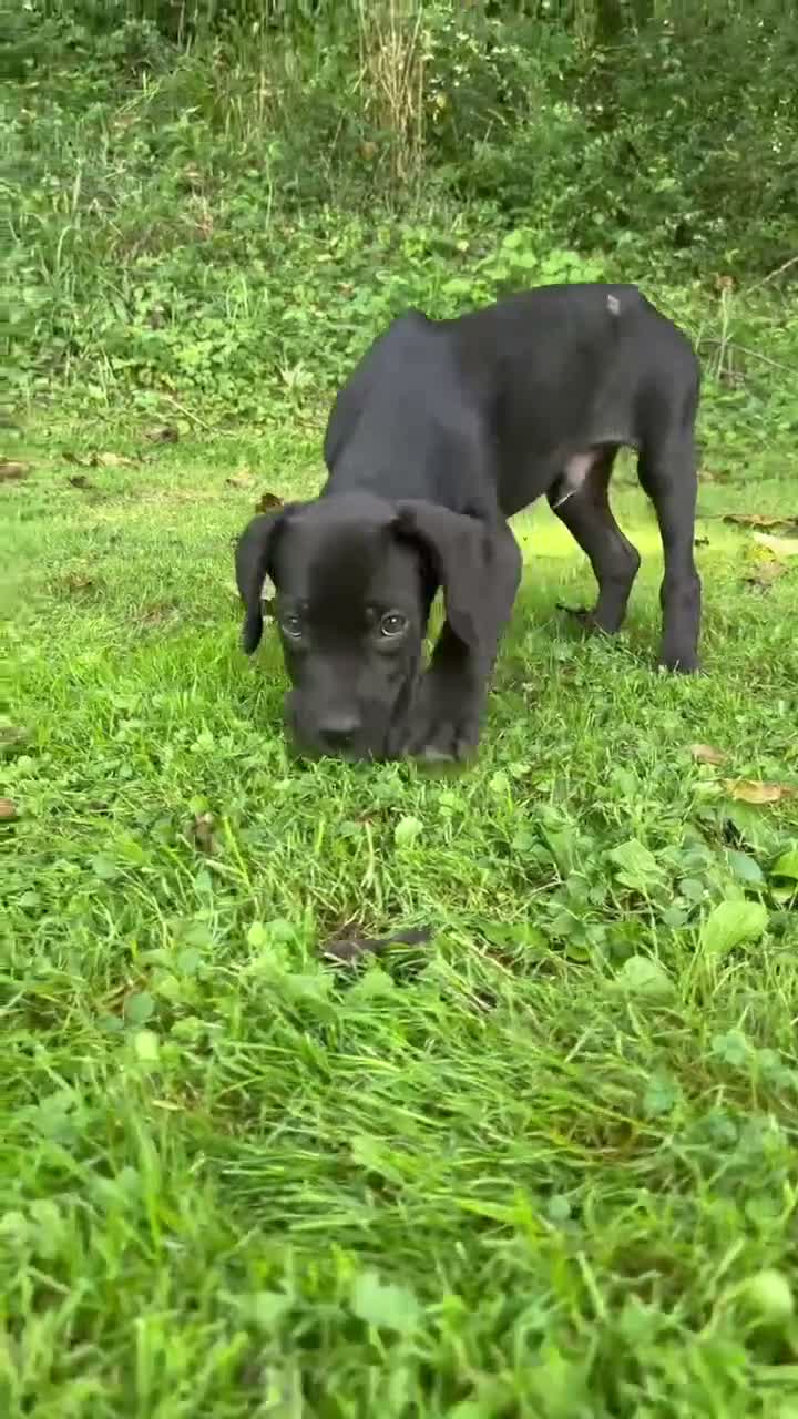Cane Corso dogs for sale: Titan - Video 1