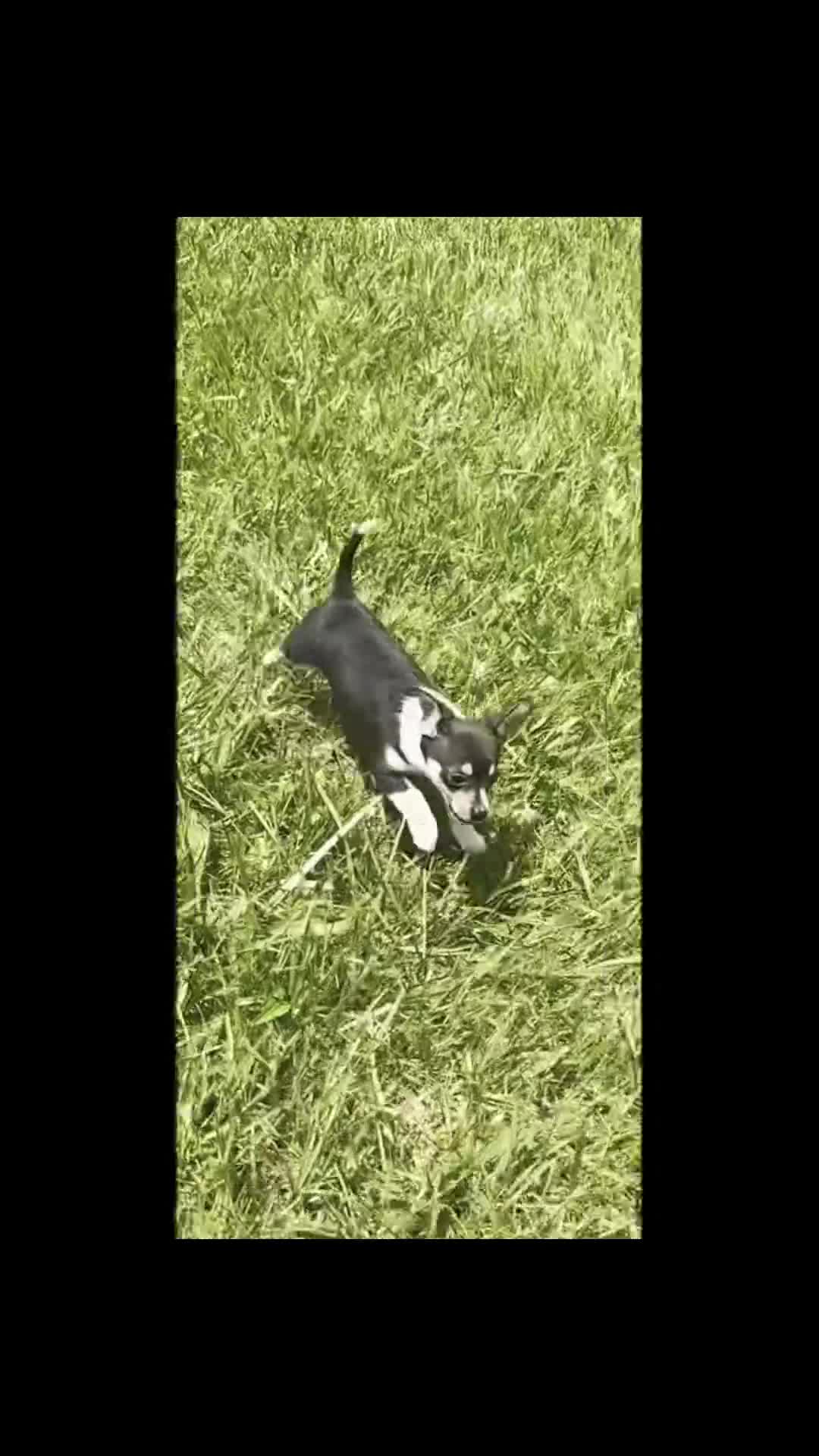 Chihuahua dogs for sale: Sunnybun - Video 1