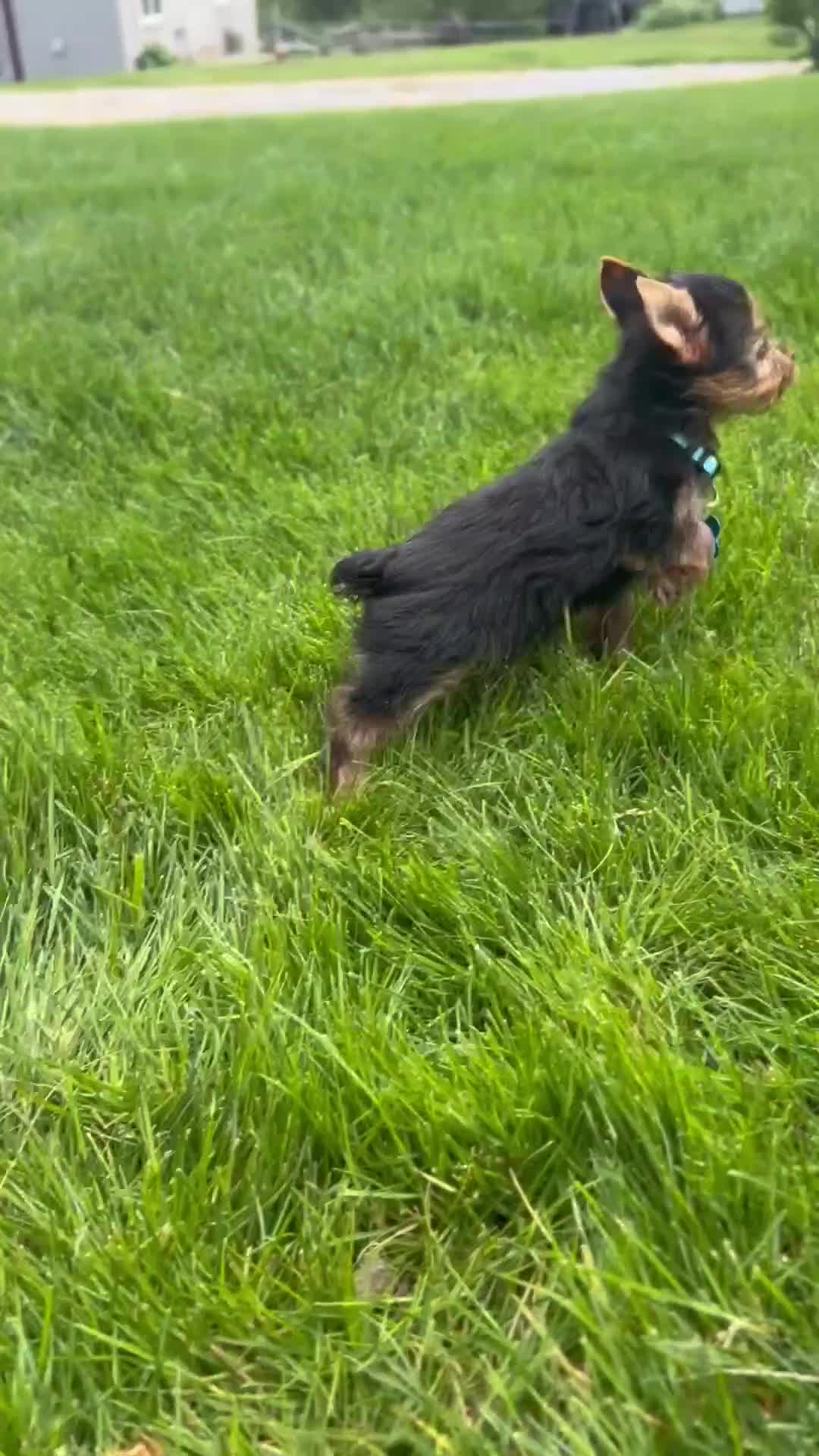 Yorkshire Terrier dogs for sale: Jake - Video 1