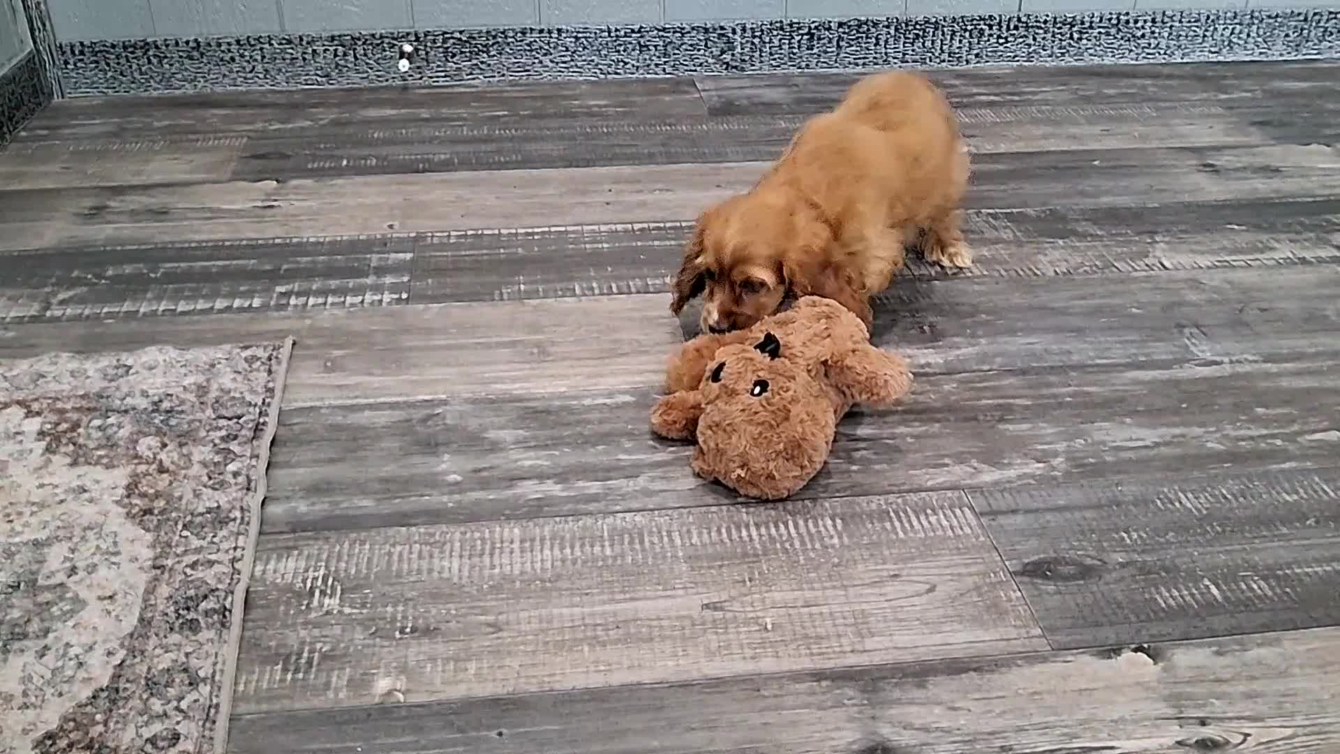 Cocker Spaniel dogs for sale: Rita - Video 1