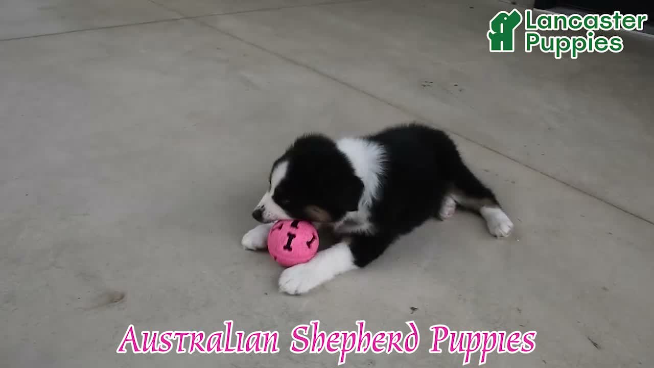 Australian Shepherd dogs for sale: Jasper - Video 1