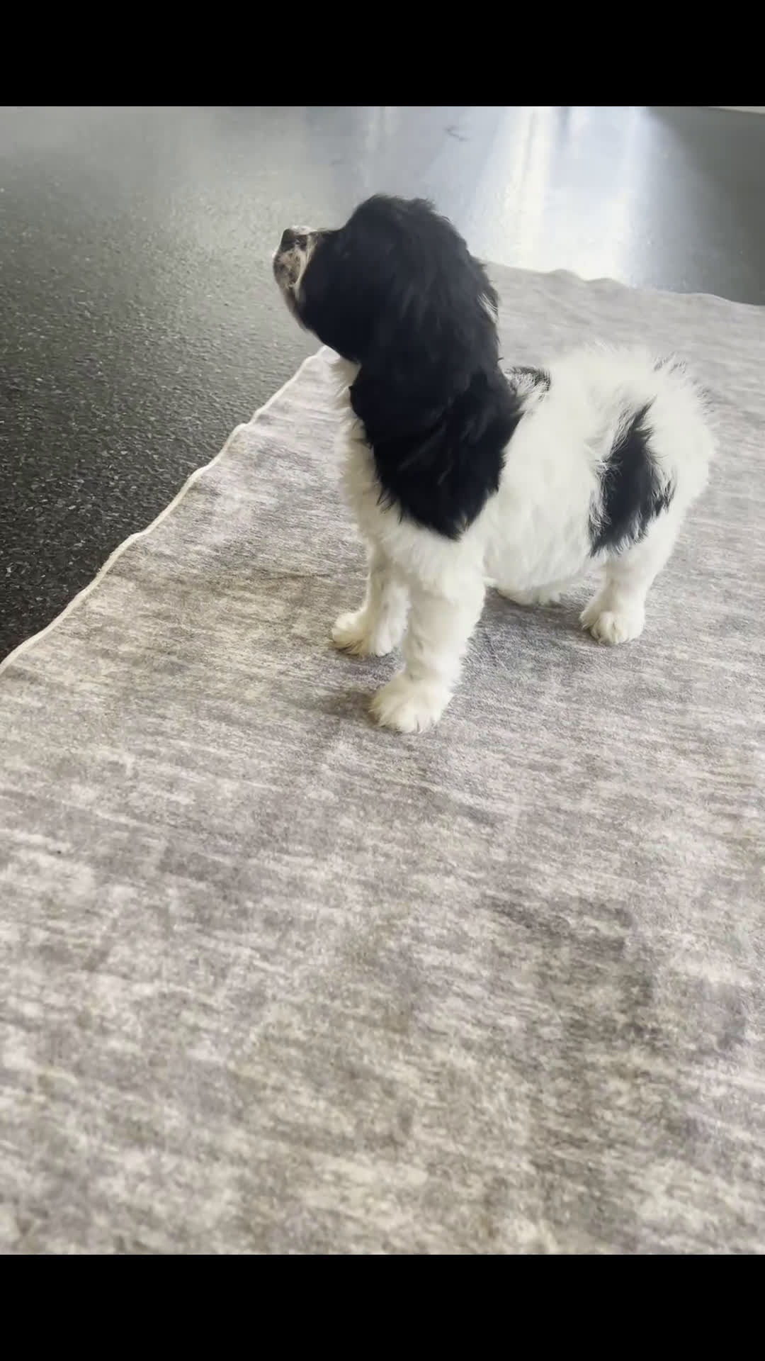 Cavapoo dogs for sale: Teddy Adorable Champion Line Cavapoo - Video 2