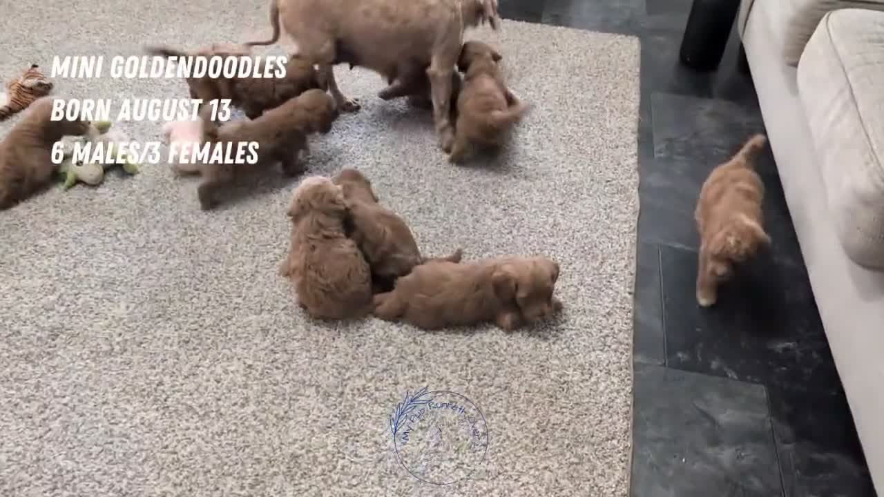 Mini Goldendoodle dogs for sale: Jax  - Video 2