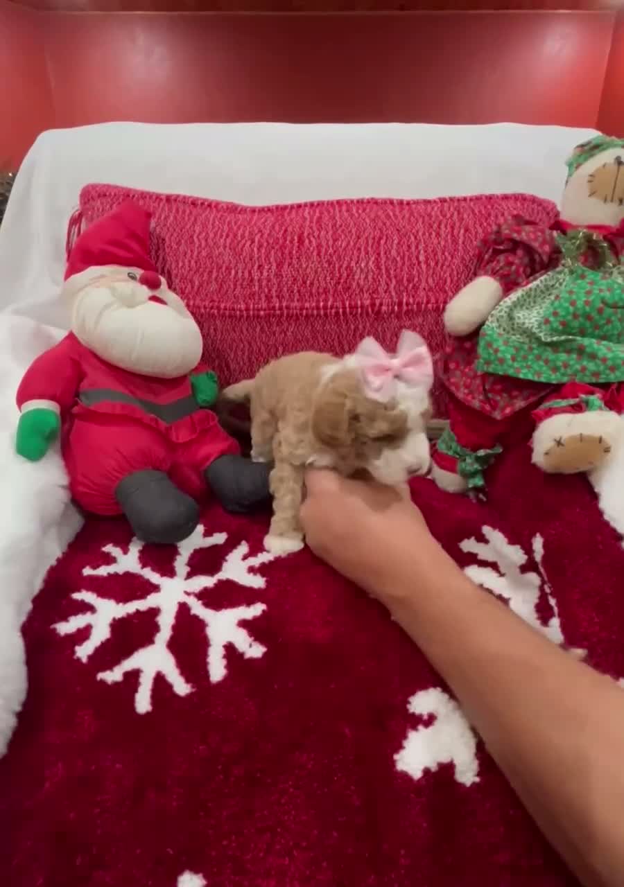 Mini Goldendoodle dogs for sale: Petite Mini Goldendoodle Babydoll - Video 1