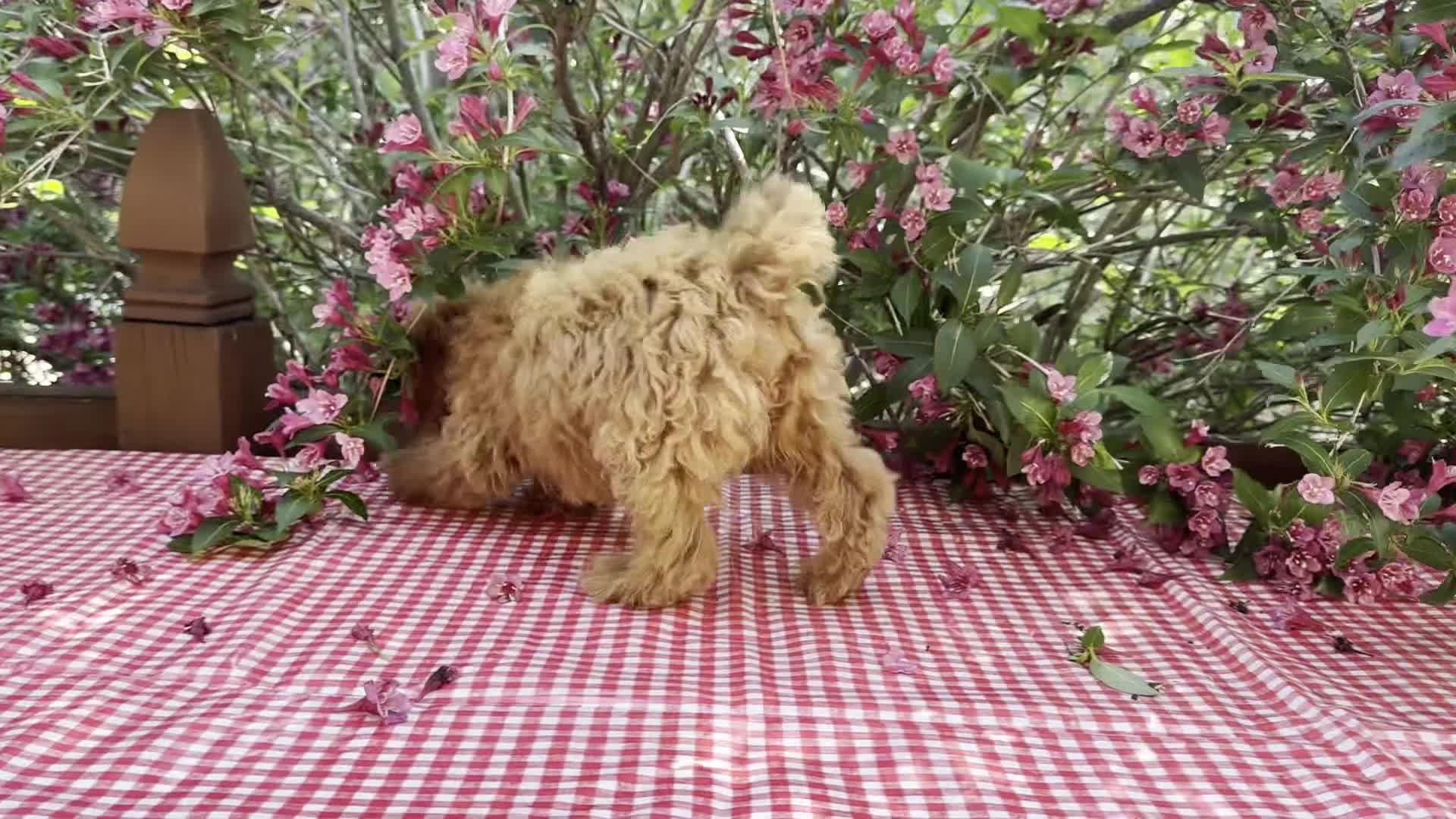 Cavapoo dogs for sale: Margie - Video 1