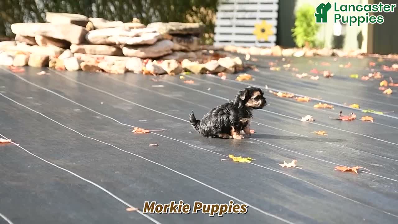 Morkie dogs for sale: Donna - Video 1