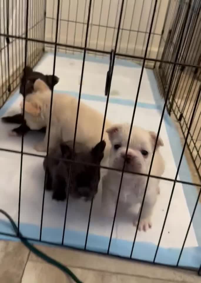 French Bulldog dogs for sale: French Bulldog Puppy 2 - Video 3