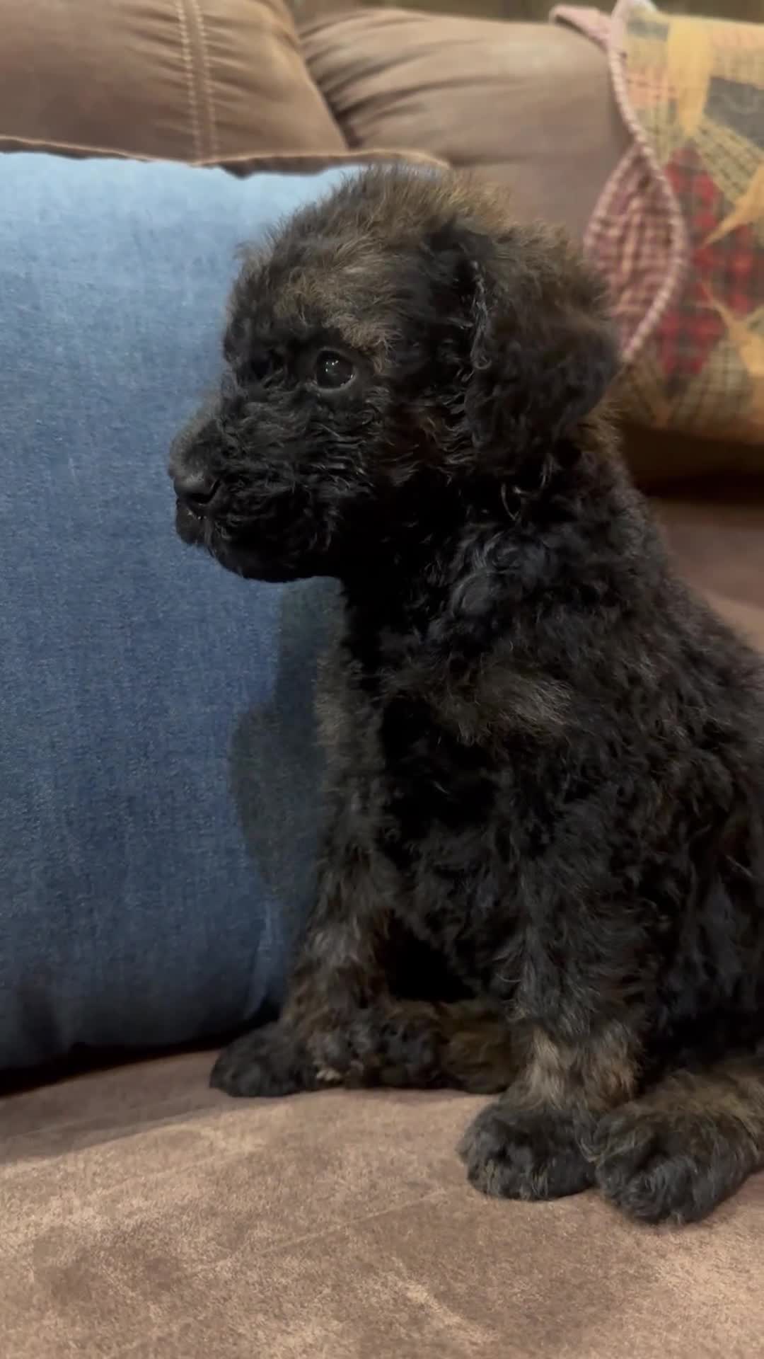 Standard Poodle dogs for sale: Mocha - Video 1