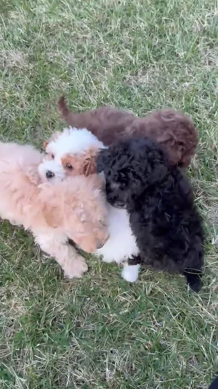 Miniature Poodle dogs for sale: Mini Parker - Video 1