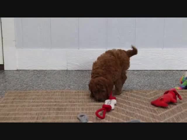 Mini Goldendoodle dogs for sale: Fallon - Video 4