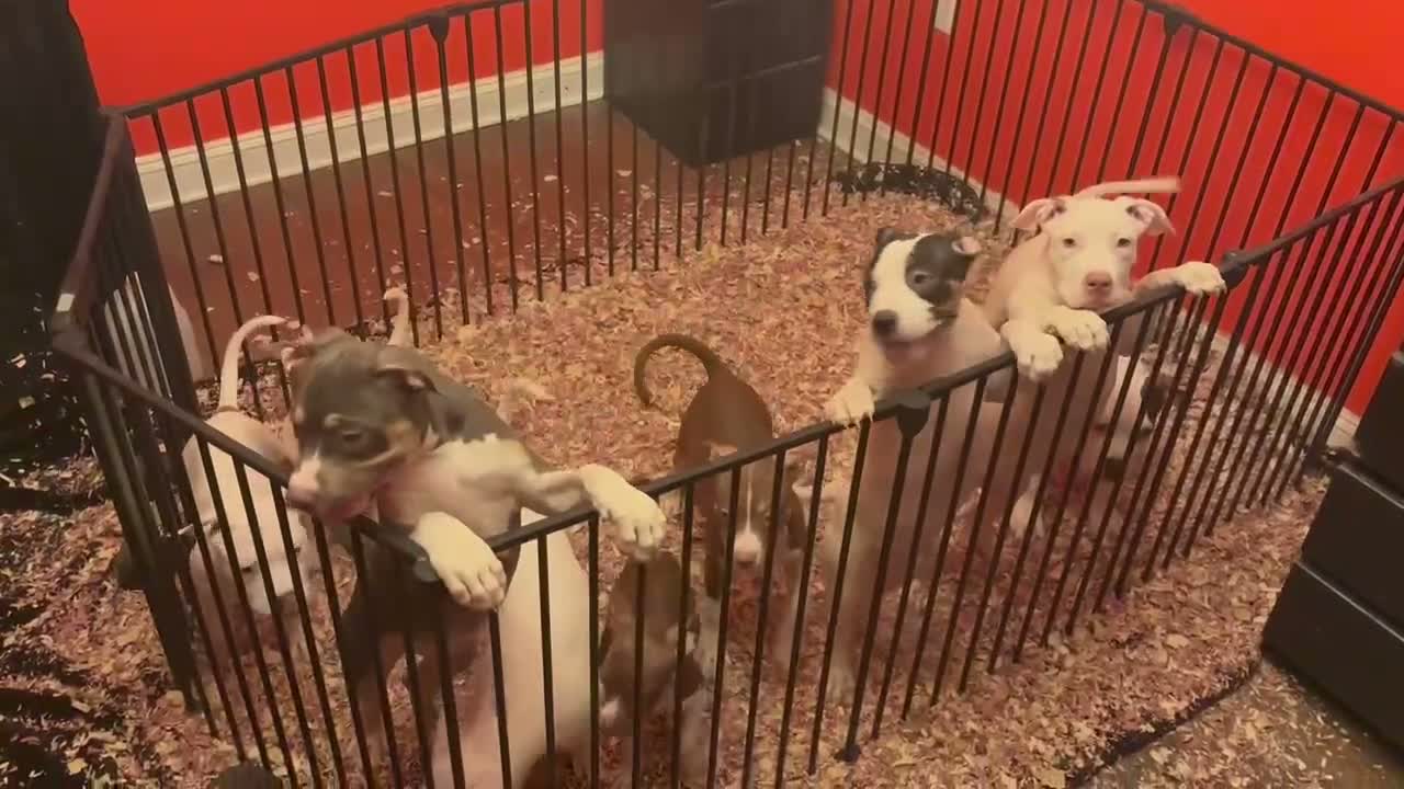 Mixed Breed dogs for sale: Mixed Breed 5 - Video 4