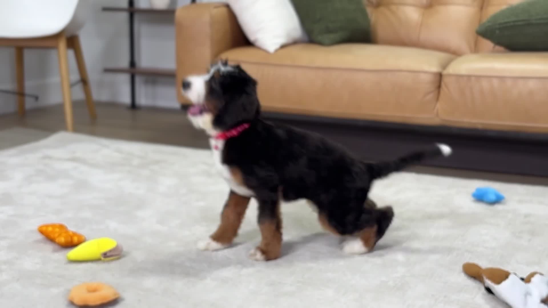 Mini Bernedoodle dogs for sale: Millie - Video 1