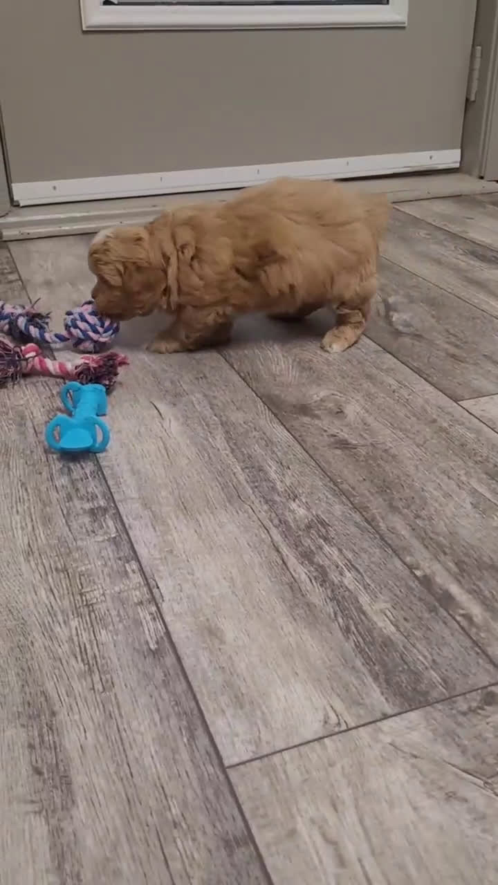 Pekapoo dogs for sale: Wilbur - Video 1