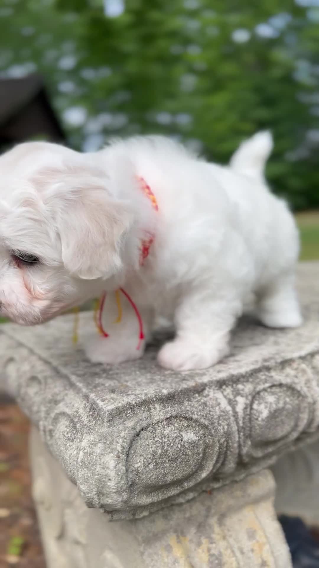 Maltipoo dogs for sale: Leaf  - Video 1