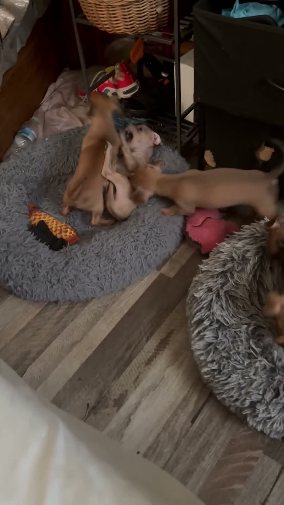 Mixed Breed dogs for sale: Candace - Video 1