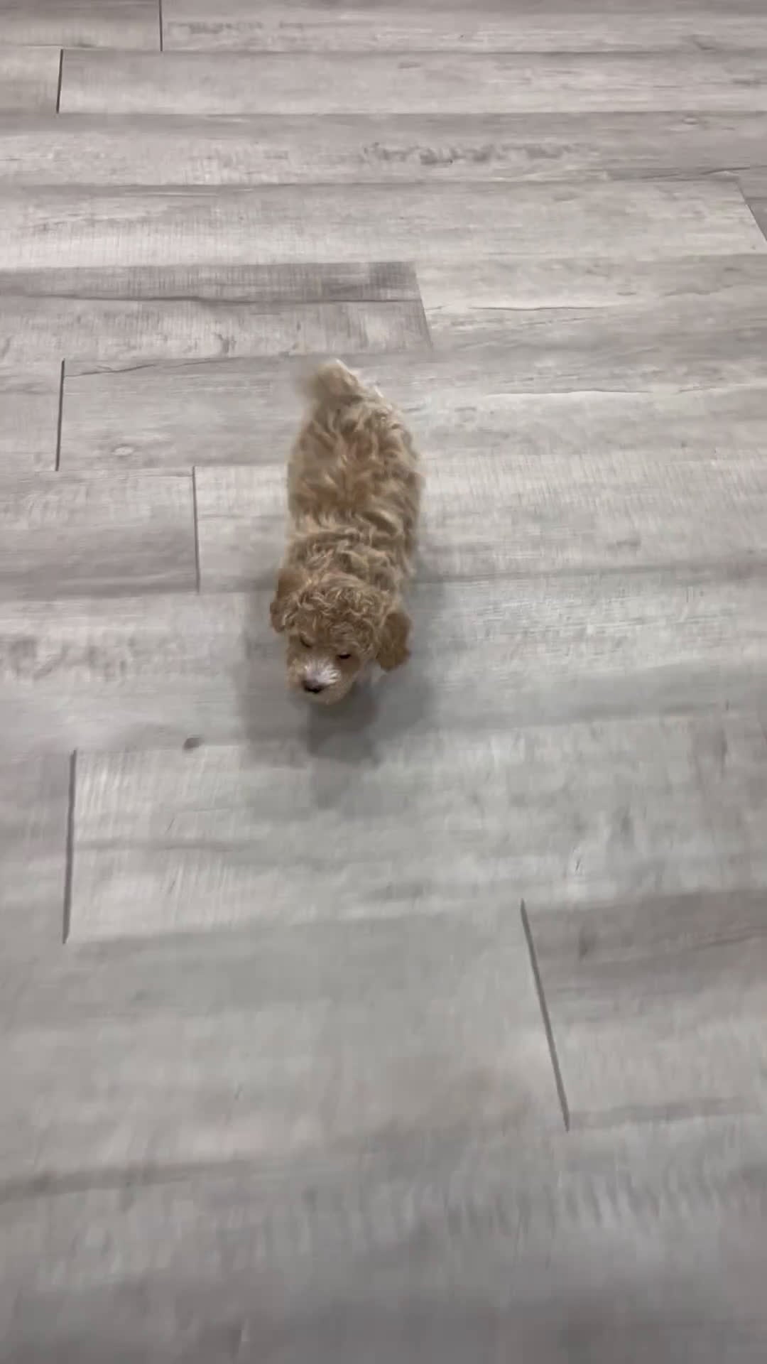 Bichpoo dogs for sale: Roscoe - Video 1