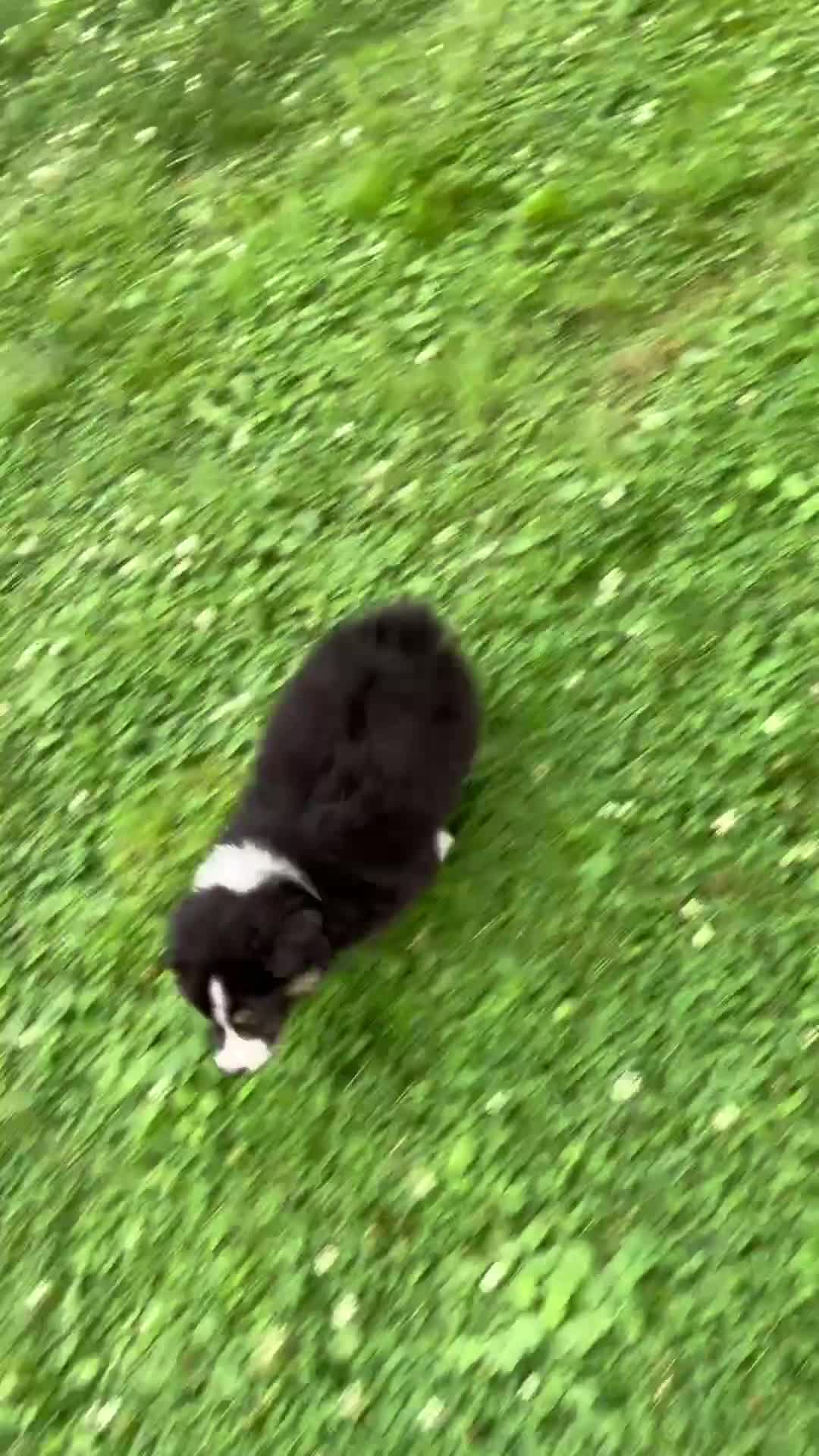 Australian Shepherd dogs for sale: Cole - Video 1