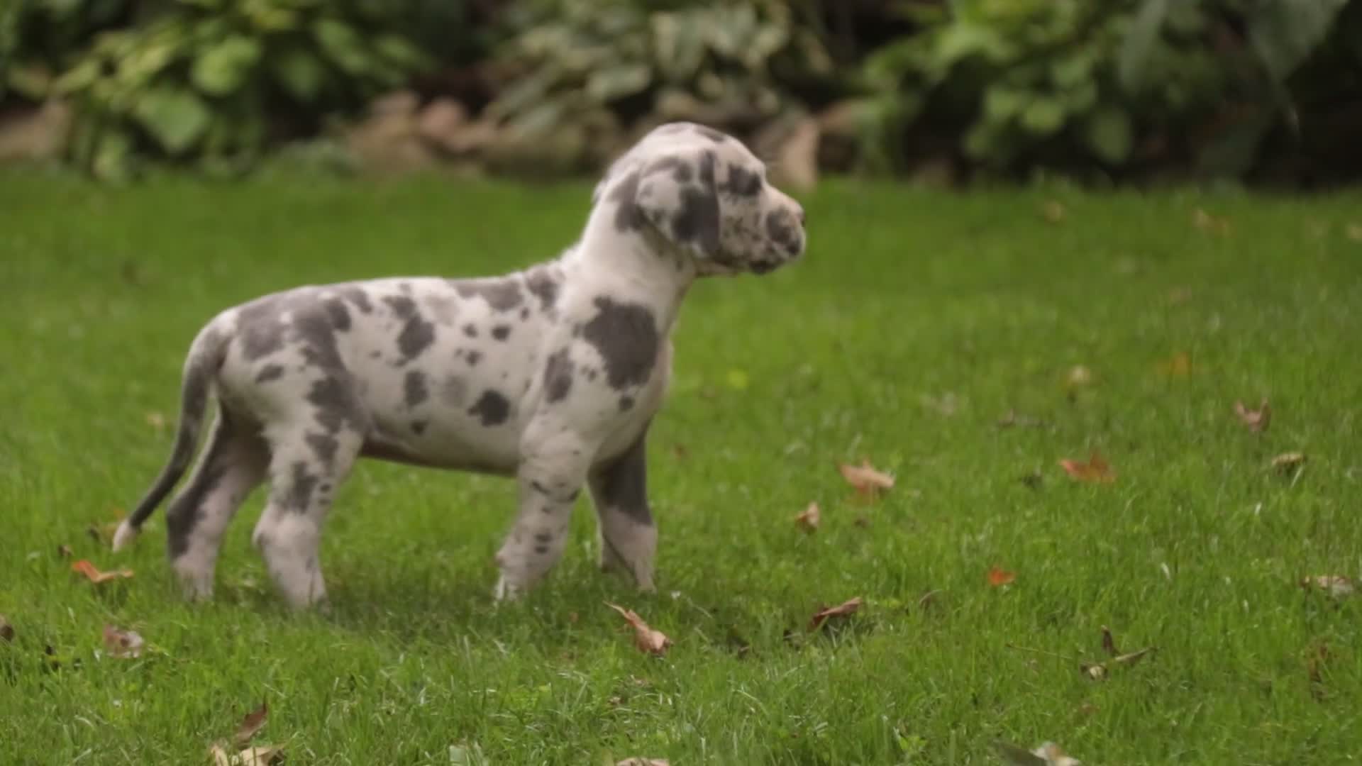 Great Dane dogs for sale: Brielle Great Dane  - Video 2